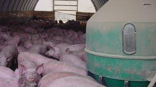 Benefits of a fabric structure for hog farmers