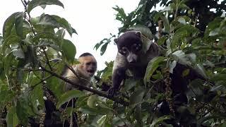 The White Nosed Coati