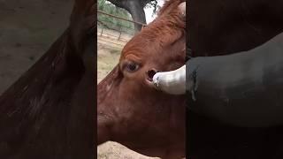 Why Domestic Animals Need Horns Trimming But Wild Dont? 