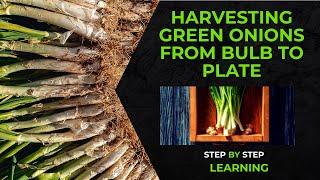  Harvesting Green Onions: From Bulb to Plate  #greenonion #gardening #gardeningtips #youtubevideo