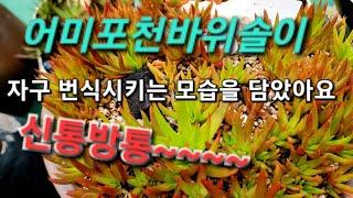 포천바위솔 씨앗으로 대량 번식 성공! 포천이 부자가 되었어요