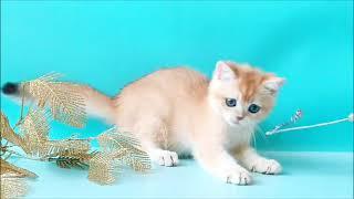 Amadey is a Cute British Golden Kitten