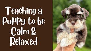 Teaching a Puppy to Be Calm and Relaxed