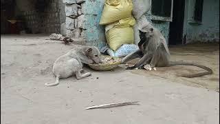 monkey with dog funny video || part 3||Bandar video||langur video||funny monkey video