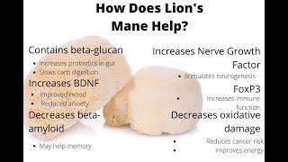 Unlock Your Brain's Potential with Lion's Mane Tinctures