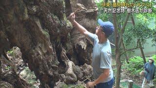 樹齢1000年以上国の天然記念物・大クスを樹木医が診断　静岡・伊東市葛見神社