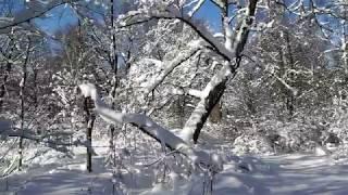 Зима в лесу под Москвой.    Winter in the forrest in Russia near Moscow