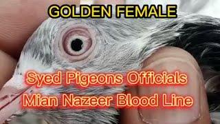 Mian Nazeer Blood line Golden || Syed Pigeons Officials