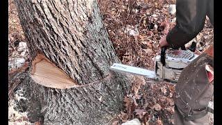 DANGEROUS TREES! Severe Lean, How to fell a tree with hard lean