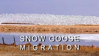 Snow Goose Migration