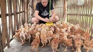 Quy bought a flock of Huong chickens and picked chili peppers to sell at the market - Lý Thị Hương )