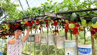 Want Your Tomato Plants to Double Their Yield? This Trick Is Just for You!