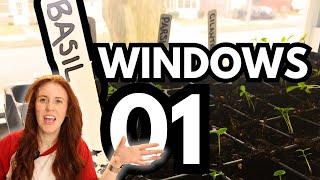 Windowsill Seed Starting! THE Guide You Need. 🪟