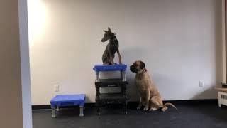 Best Allentown Dog Trainers ||| Sam and Chevelle, Sit and Place Commands