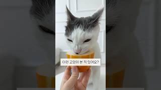 영상 보면서도 믿기지 않는 고양이 식성