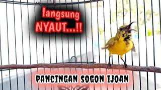 MASTERAN SOGON IJOAN AGAR CEPAT RESPON 1  #masteransogon #masteransogokontong #pancingansogon #sogon