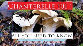 Chantrelle 101! - All you need to know.