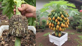 How to grow down super dwarf papaya trees in pots
