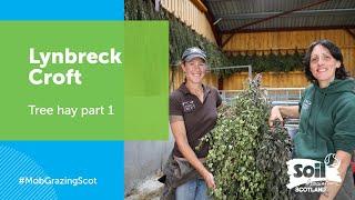 Mob Grazing: using tree hay at Lynbreck Croft (p.1)