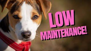 Top 5 Adorable Low Maintenance Dog for Busy Owners!