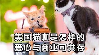 洛杉矶探店｜美国猫咖是怎样的？lu猫好去处！