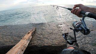 Surf Bait Fishing the Sea - BUNKER & CLAM - Salt the Fishing Bait See