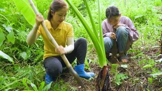 Farm Fresh Harvesting - Harvest Amazing Taro To Sell at the market | Hanna Daily Life