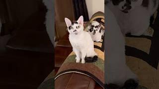 Cat Dad Jokes with William #funnycats #DevonRex #DadJokes ￼