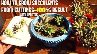 How To Grow Succulents From Cuttings (WITH UPDATES)