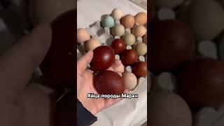 Маран #куры #дарьиндвор #ферма #маранчерномедный #мараны