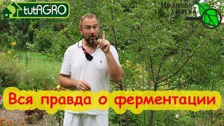 ЧАЙ ИЗ ЛИСТЬЕВ. Плюсы и минусы ферментации вишни, иван-чая, смородины, груши, малины, ежевики...