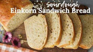 HOW TO MAKE EINKORN SOURDOUGH SANDWICH BREAD