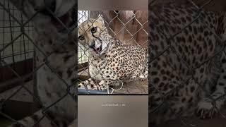 This Man Found A Injured Cheetah