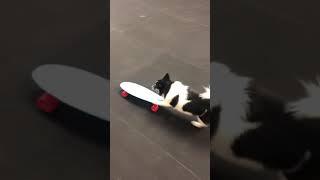 Dog Funnily Pushes Skateboard and Runs Along With it Using Front Paws - 1101418