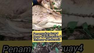 Penampakan buaya besar di Kalimantan #shorts