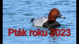 Pták roku 2023, The bird of the year 2023 in the Czech Republic #birds #birdwatching  2001.