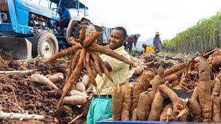 CASSAVA CULTIVATION FARMING AND HARVESTING - MODERN AGRICULTURAL TECHNOLOGY