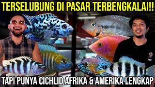 TERSELUBUNG DI PASAR TEBENGKALAI!! TAPI PUNYA CICHLID AFRIKA & AMERIKA LENGKAP / REMEDIAL CICHLID