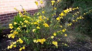 Japanese Kerria, Japanese Rose / Kerria japonica