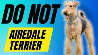 7 Reasons You SHOULD NOT Get a Airedale Terrier