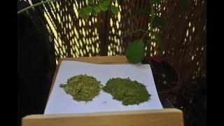 Moringa HealthRx You Get What You Pay For