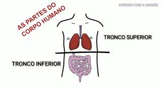 AS PARTES DO CORPO HUMANO- MELHOR VÍDEO- COMPLETO- 1 e 2 ano- para educação infantil