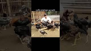 usaha sampingan beternak ayam