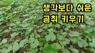 곰취 키우는 방법