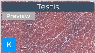 Testis (preview) - Human Histology | Kenhub