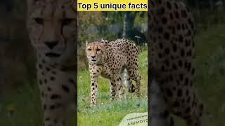 Top 5 unique facts  #amazingfacts #interestingfact #viralvideo