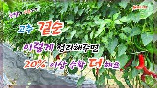 고추 20% 이상 수확 더 하려면 곁순 정리 이렇게 하세요.Clean up the side order of peppers and harvest more than 20%