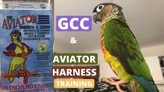 Aviator Harness Training | Getting the Head through the Harness with the Green Cheek Conure Elvis