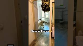 Самоеды Пиня и Флоша #выгулсобак #домашняяпередержкасобак #передержкасобак #самоед