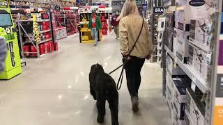 Working on Natasha’s Obedience in Public - Black Russian Terrier Puppy Training